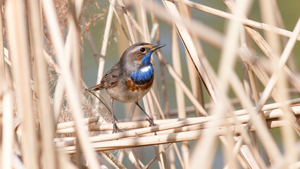 blue tit on a branch