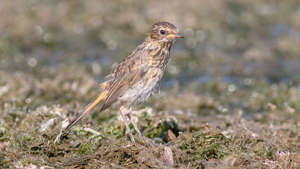 common buzzard buteo