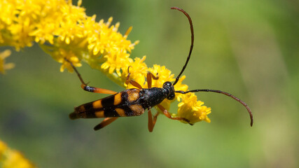 bug on yellow flower