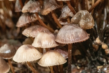 Group of delicate fungi growing on forest floor