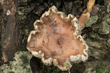 Fungus growing on tree bark providing natural decay texture