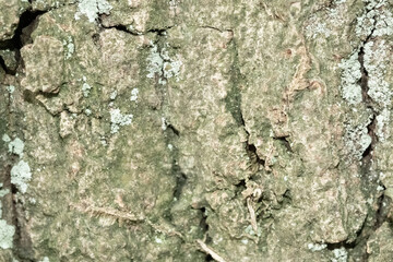 Tree bark texture background showing lichen growth