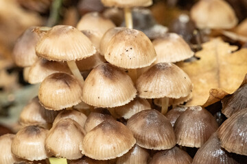 Cluster of wild fungi growing in autumn forest