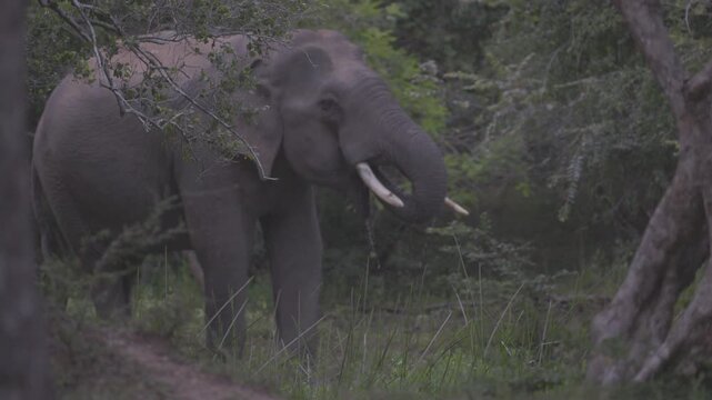 Portrait of a beautiful Asian elephant in the forest. Ceylon elephant lat. Elephas maximus maximus, subspecies of the Asian elephant, endemic to Ceylon. 120 fps ProRes 422 10 bit C-LOG video