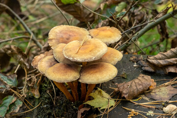 Cluster of wild mushrooms growing on forest stump in autumn