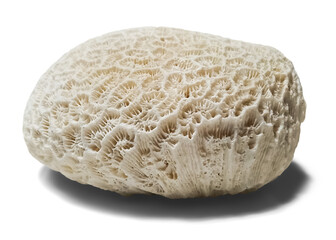 Fototapeta premium Round coral stone side view isolated on transparent background