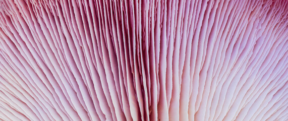 textured background of purple mushrooms close-up top view