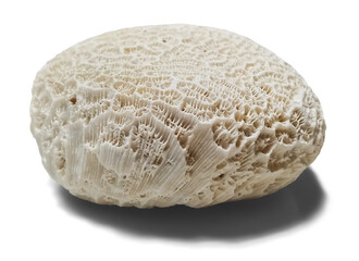Round coral stone side view isolated on transparent background