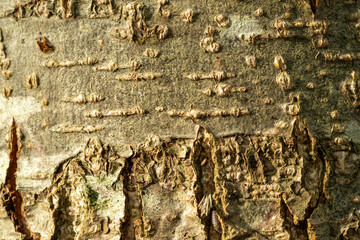Close up detailed tree bark texture background