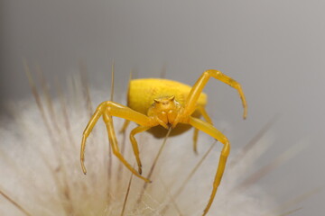 Yellow Crab Spider on Cactus Spines – Macro Wildlife Photography