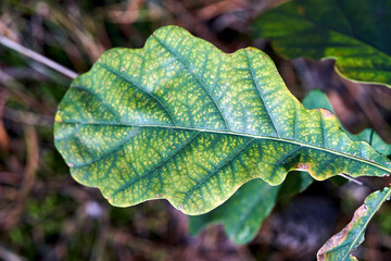 Close-up of an oak leaf during autumn