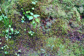 苔と蔦の生える岩
