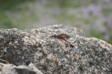 A red dragonfly resting on a rough stone surface in natural light. Close-up of a delicate insect in the wild, symbolizing peace, summer, and balance in nature.