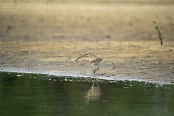 Sandpiper feeding along the mangrove shore