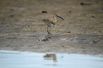 Sandpiper feeding along the mangrove shore