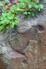 岩と葉の背景素材