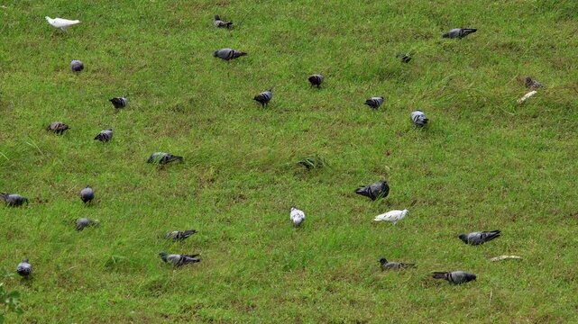 A high-angle shot shows dozens of feral pigeons (Columba livia) feeding on a green grass field near a riverbank in Mandi, Himachal Pradesh, India