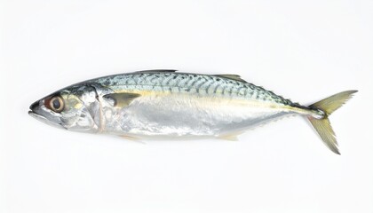 Fresh Mackerel Fish with Silver Scales Isolated on White Background for Seafood Object and Traditional Cuisine Concept