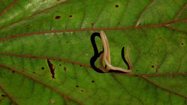 A detailed closeup video shows a parasitic nematode, the feline roundworm Toxocara cati, moving naturally on a green leaf in its forest habitat during the monsoon season in Himachal Pradesh, India.