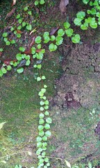 蔦と苔の生える岩