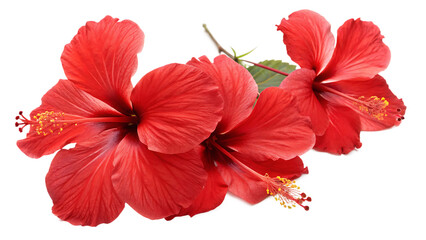Red hibiscus flowers cut out for gift decoration on PNG. AI GENERATED.