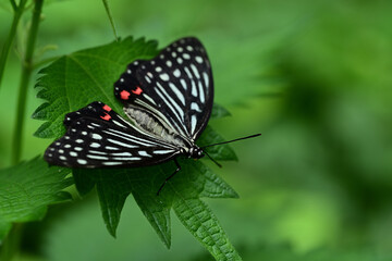 アカボシゴマダラ（特定外来生物、夏型、葉にとまる）