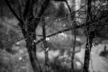 Black and white photo of tree branches with blossoms