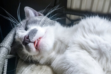 Cat lying on a radiator and looking up. cat bed sleeping on a warm radiator on a cold winter day. cat lies on a warm heating radiator. Pet cat lying on shelf on soft plaid next to warm radiator