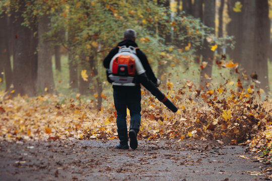Removing fallen autumn leaves in the park with electric cordless air blower, process of blowing, raking and cleaning area from yellow leaves, regular seasonal work garden tools and modern equipment