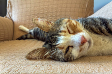 cute cat funny sleeping, relaxing, resting, looking on a bed or sofa. Cat sleep calm and relax. muzzle of a sleeping cat with closed eyes. cat house indoors pet ownership, pet friendship concept