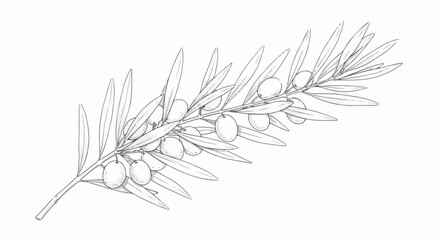 Fototapeta premium Olive branch botanical minimalist line art organic vector illustration.