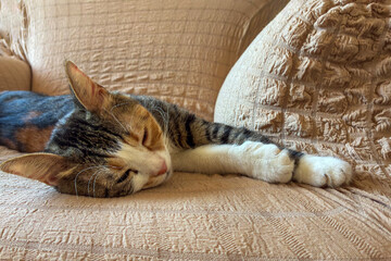 cute cat funny sleeping, relaxing, resting, looking on a bed or sofa. Cat sleep calm and relax. muzzle of a sleeping cat with closed eyes. cat house indoors pet ownership, pet friendship concept