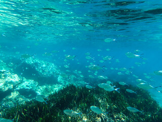 Bubbles under the sea in the crystal clear green sea water. Mediterranean sea bubbles, Air bubbles underwater rising to water surface, natural scene, bubbles under water, bubble undersea, Blue water.