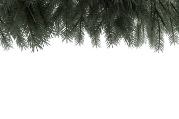 christmas tree branches border isolated on white