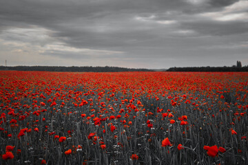 World War remembrance day. Red poppies in the field. Background imagery for remembrance or...