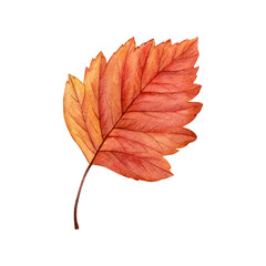 Watercolor painting of an autumn hawthorn leaf on a white background. Good for postcards, books, invitations, greeting cards, wallpaper and textiles.