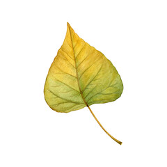 Watercolor painting of an autumn poplar leaf on a white background. Good for postcards, books, invitations, greeting cards, wallpaper and textiles.