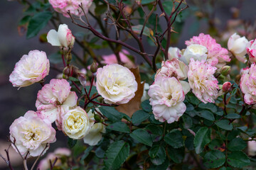 The last colorful delicate autumn roses in the park. Floriculture.