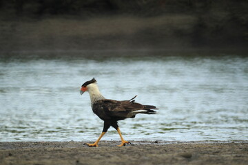 Caracara plancus walking along river in a mangrove in northeast Brazil