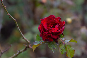 The last colorful delicate autumn roses in the park. Floriculture.