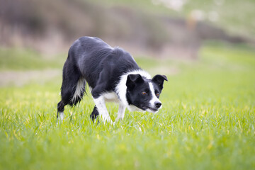 Black and White working Sheepdog 
