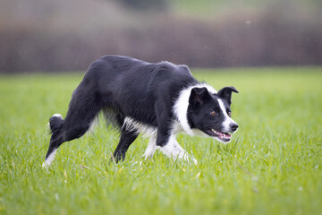 Black and White working Sheepdog 