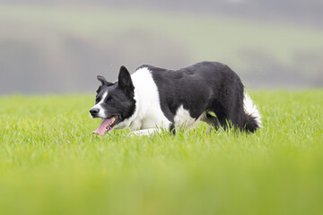 Black and White working Sheepdog 