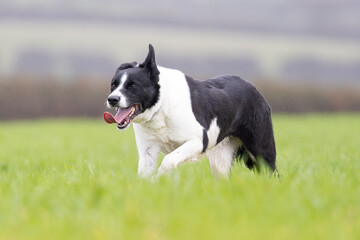 Black and White working Sheepdog 