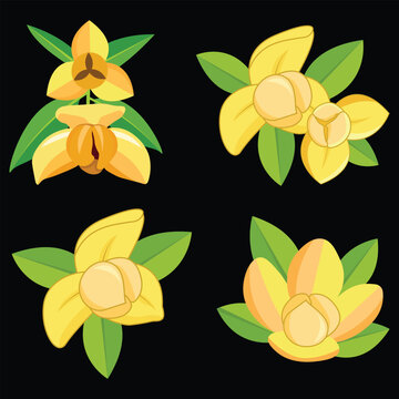 Four Romdoul flowers black background