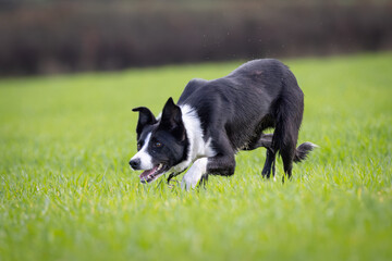 Black and White working Sheepdog 