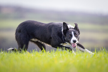 Black and White working Sheepdog 