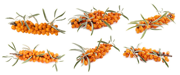 Sea buckthorn berries and green leaves isolated on white, set