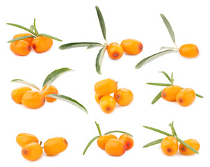 Sea buckthorn berries and green leaves isolated on white, set