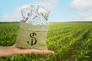 Woman holding bag full of dollars against corn field, closeup. Agricultural production profit